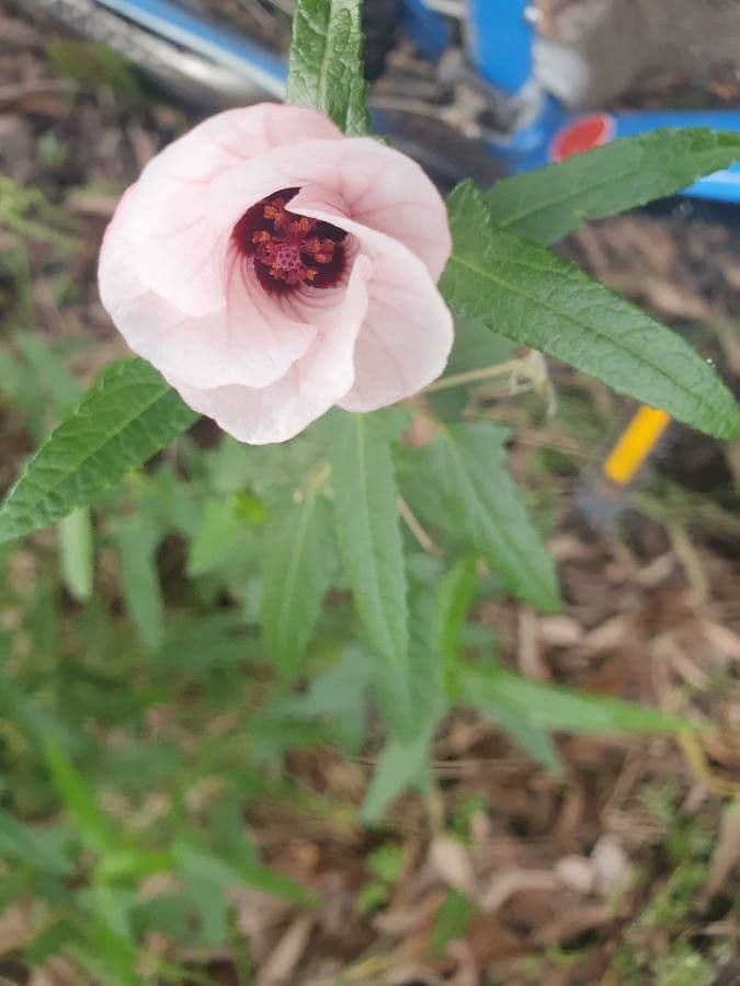 Pavonia hastata 7