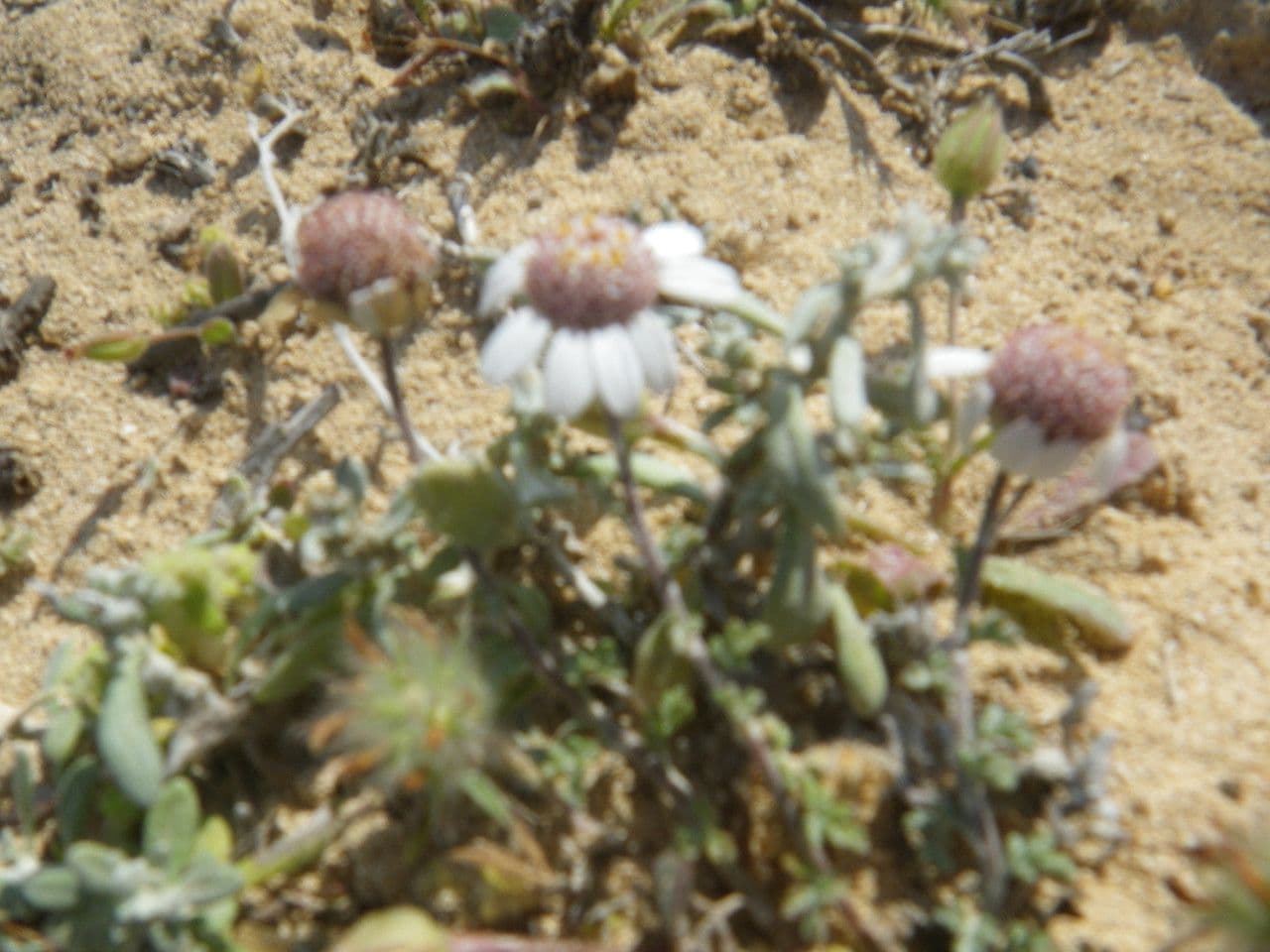 Camomilla 9
