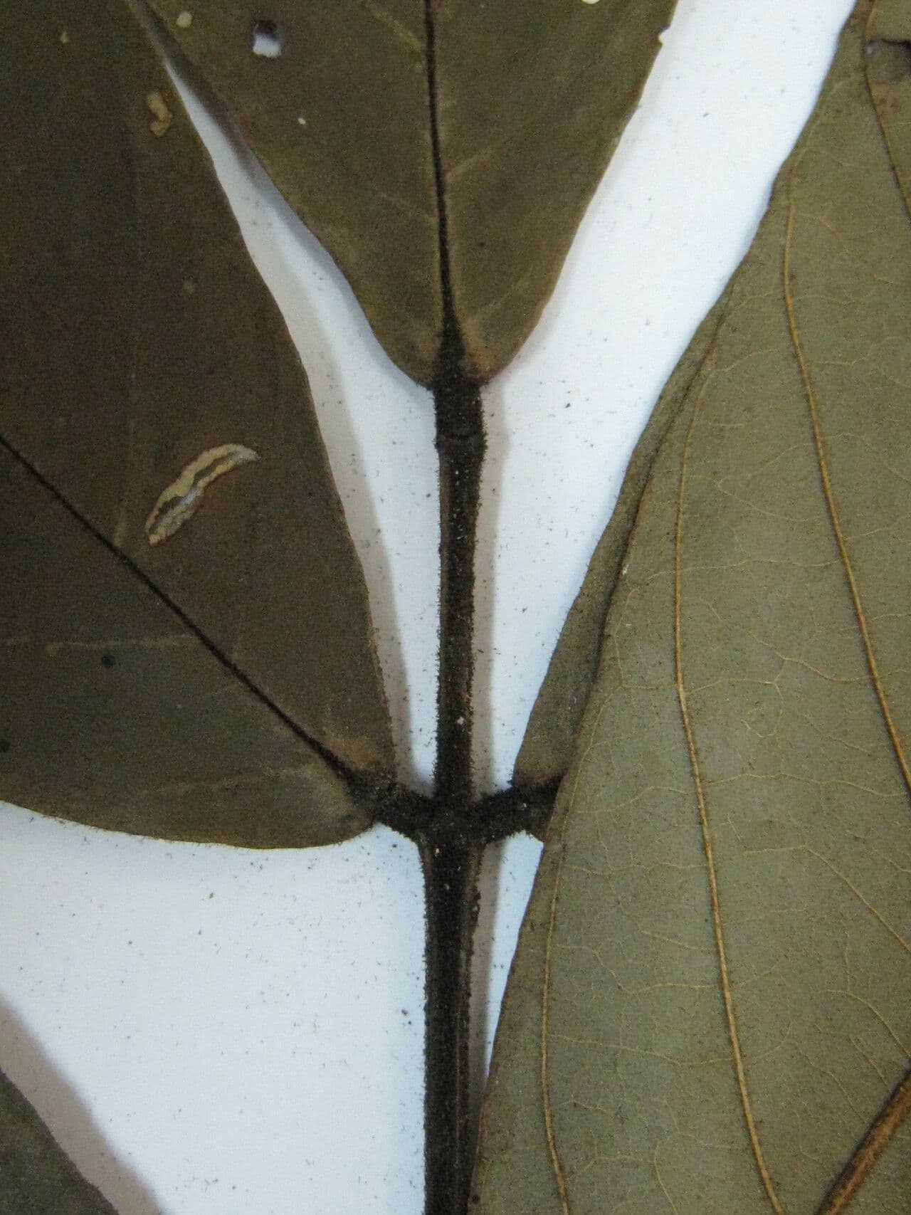 Swartzia 3