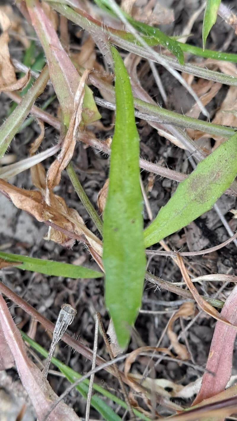 Wahlenbergia 6