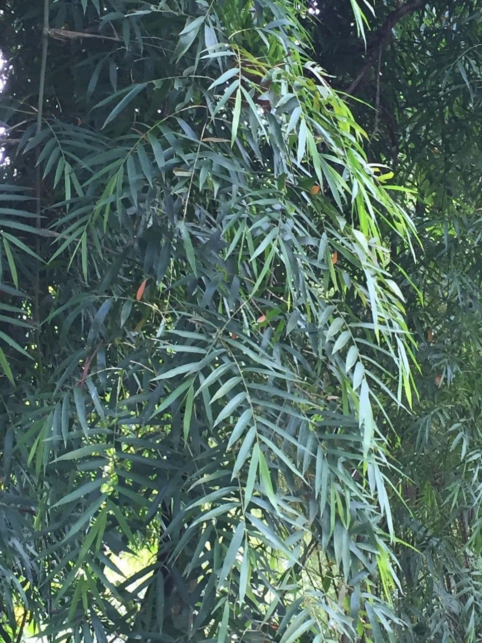 Otatea 11