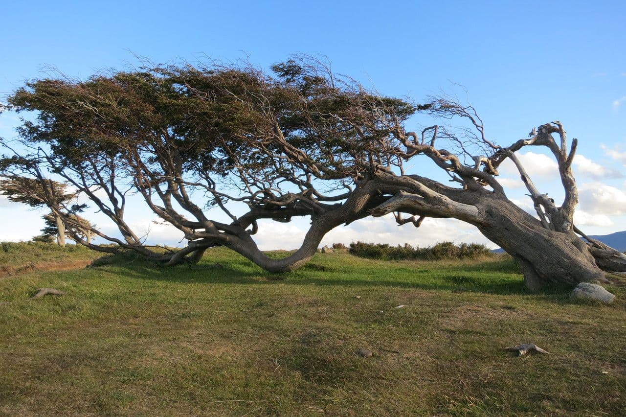 Nothofagus 22