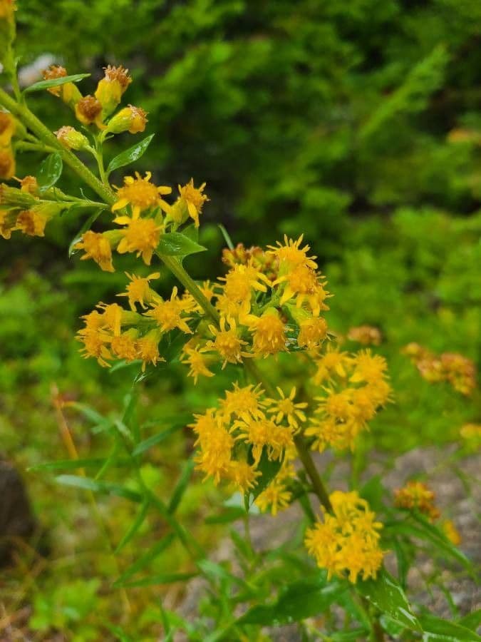 Solidago 2