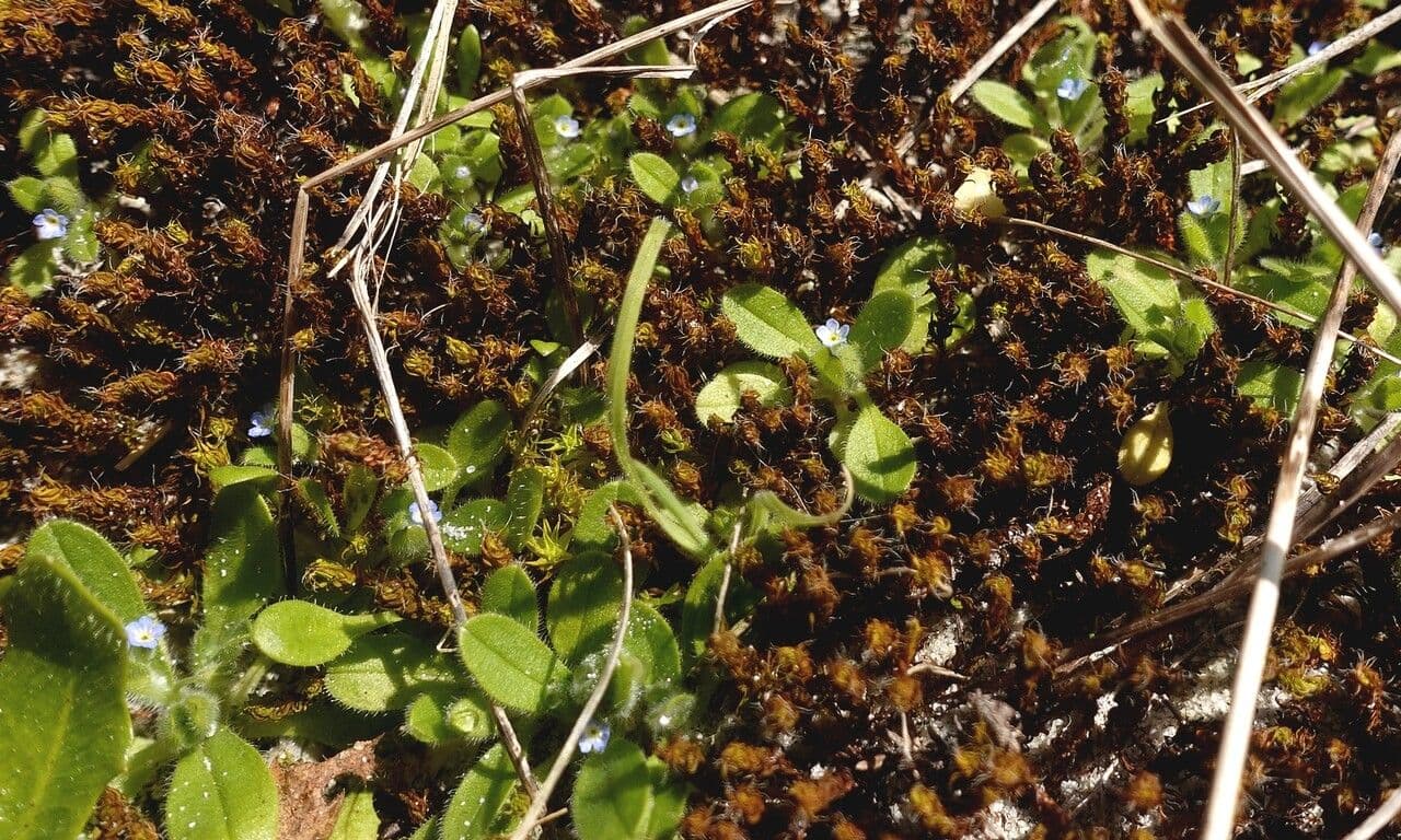 Miosotide ramosissima 15