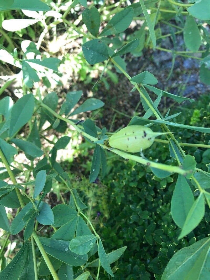 Baptisia 2