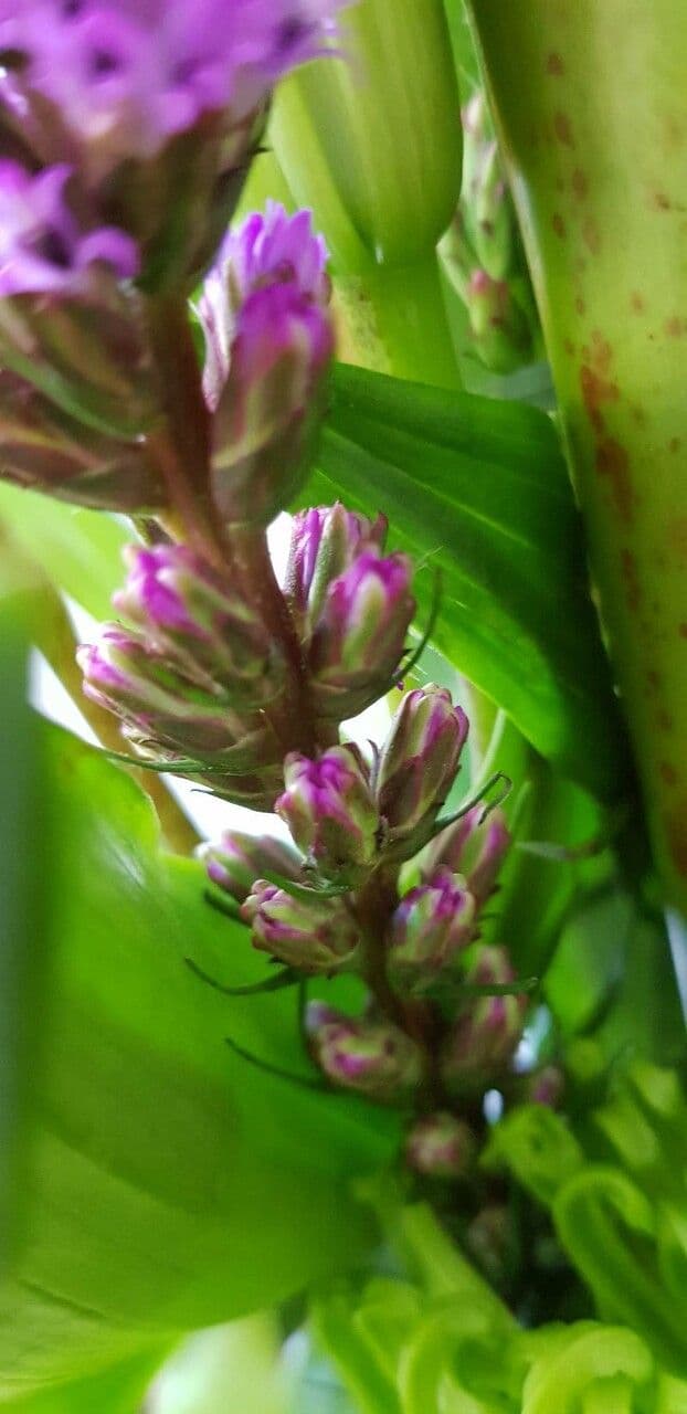 Liatris espigada 29