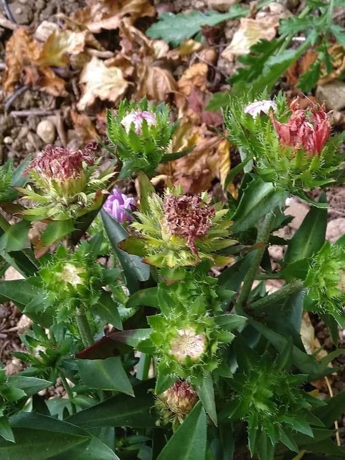Stokesia laevis 19