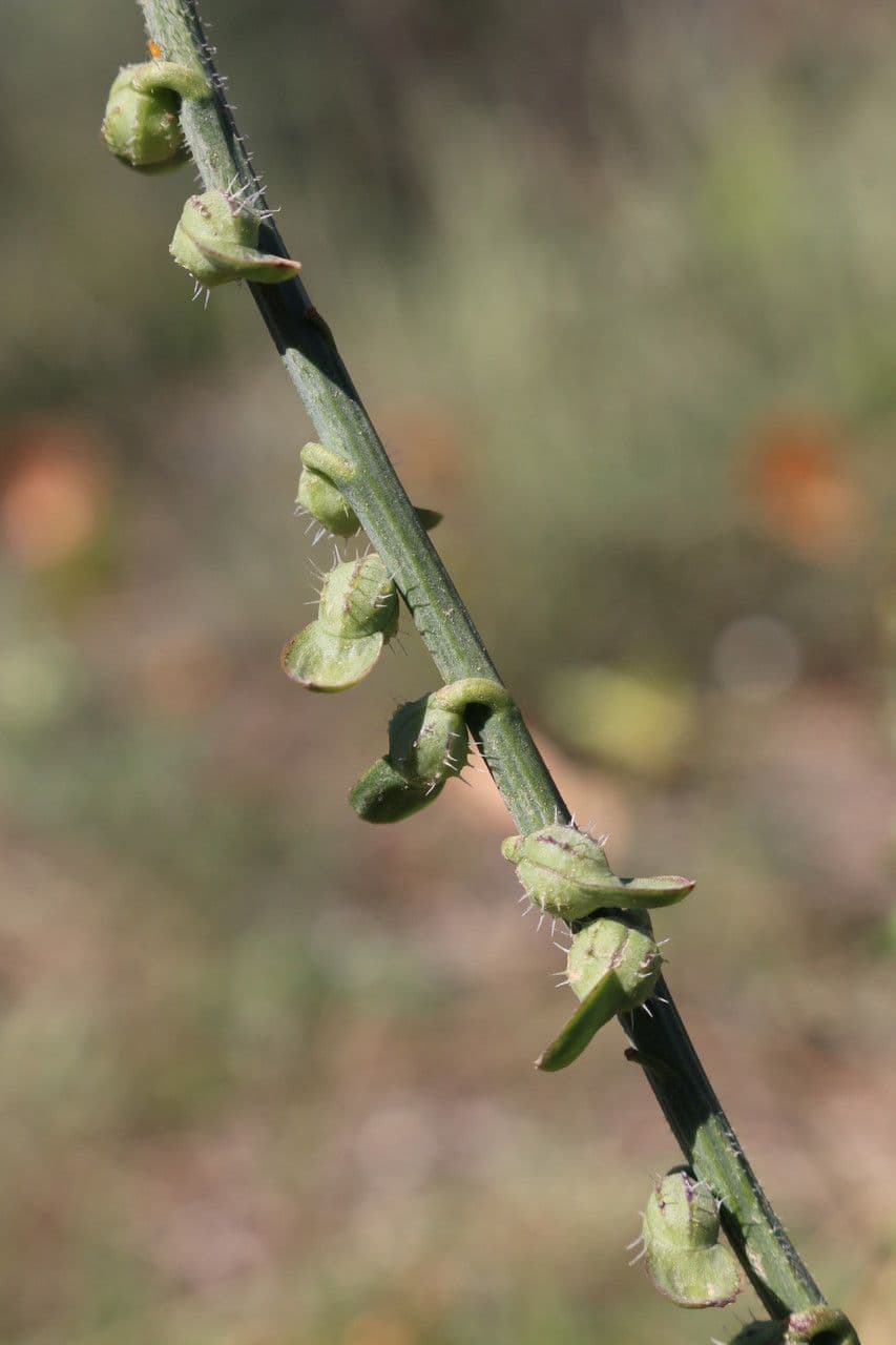 Löffelkohl 4