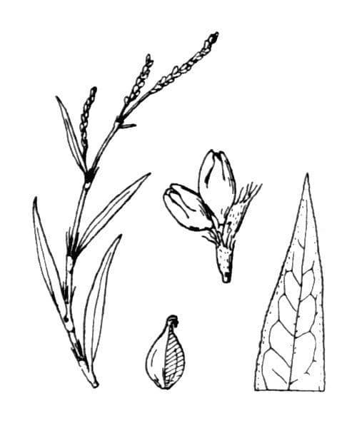 Persicaria ingannevole 16