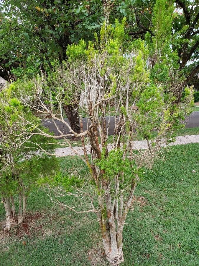 Teebaum 11