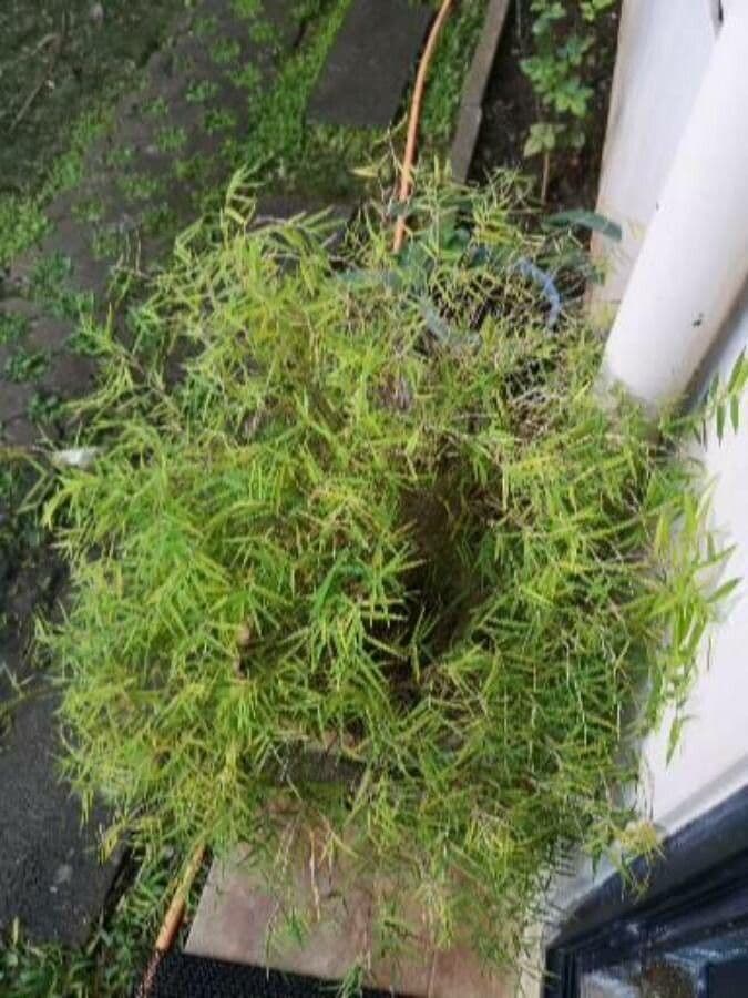 Pogonatherum 10