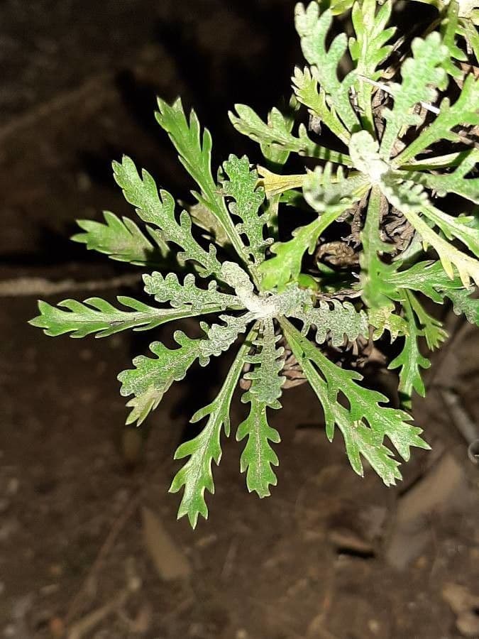 Euryops 17