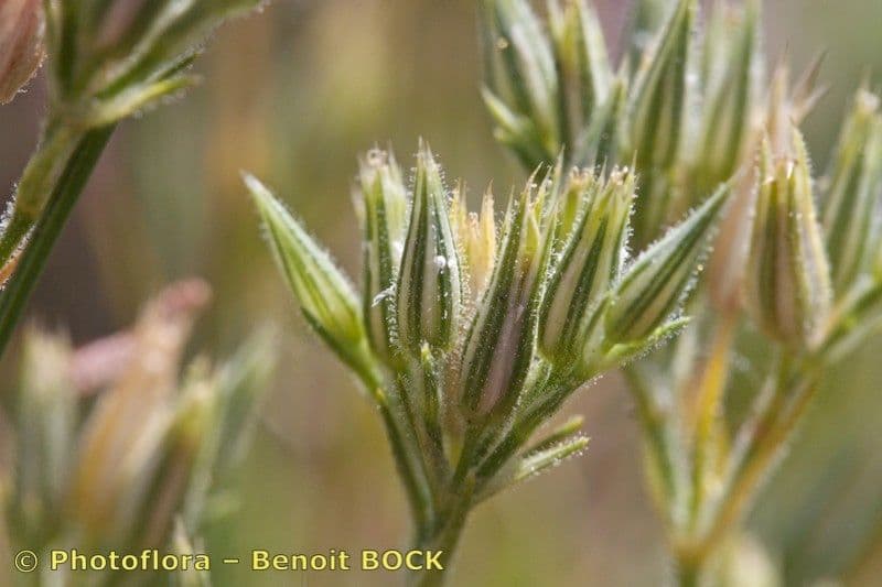 Minuartia glomerata 4