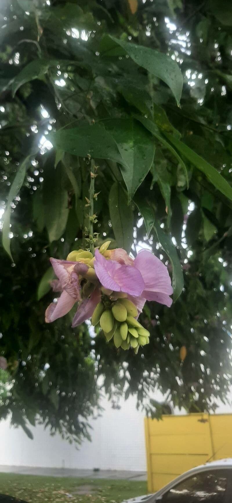 Clitoria fairchildiana 6