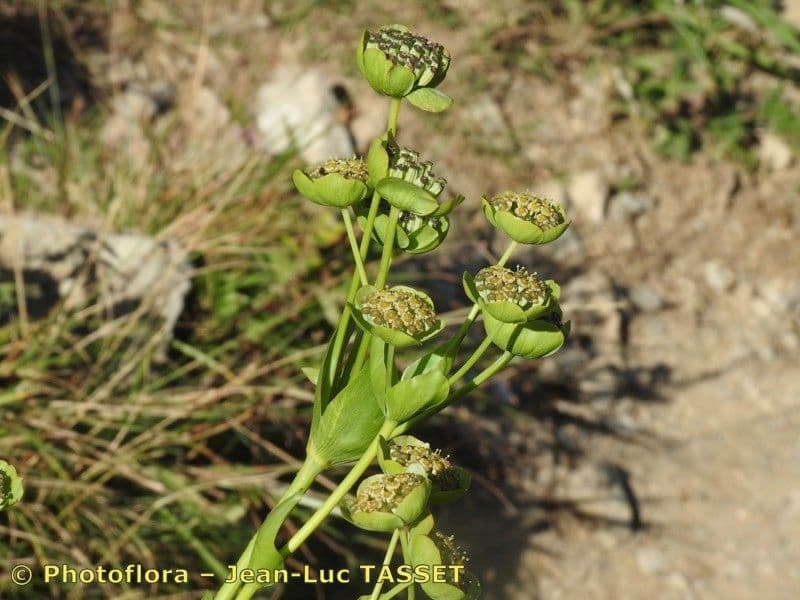 Bupleurum angulosum 4