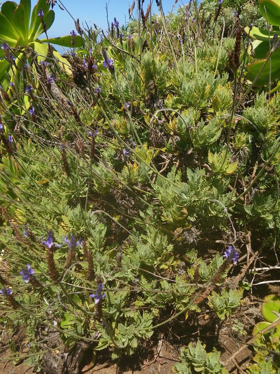 Lavanda 8