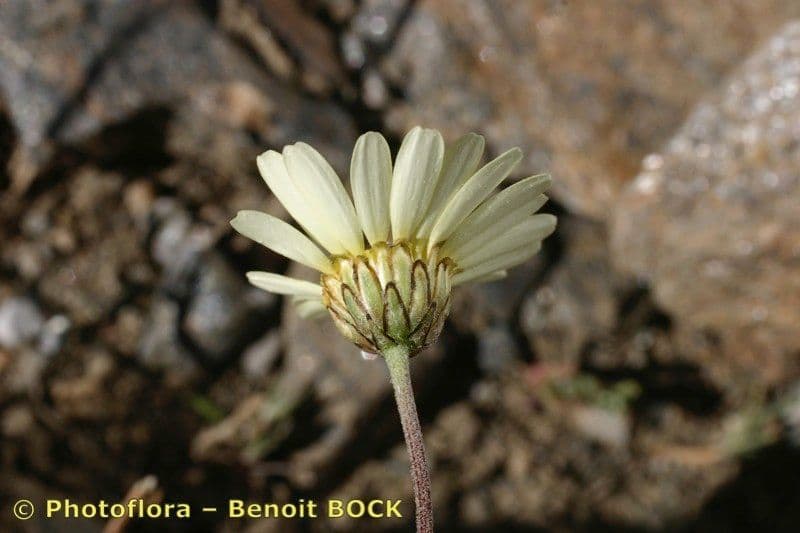 Leucanthemopsis 3