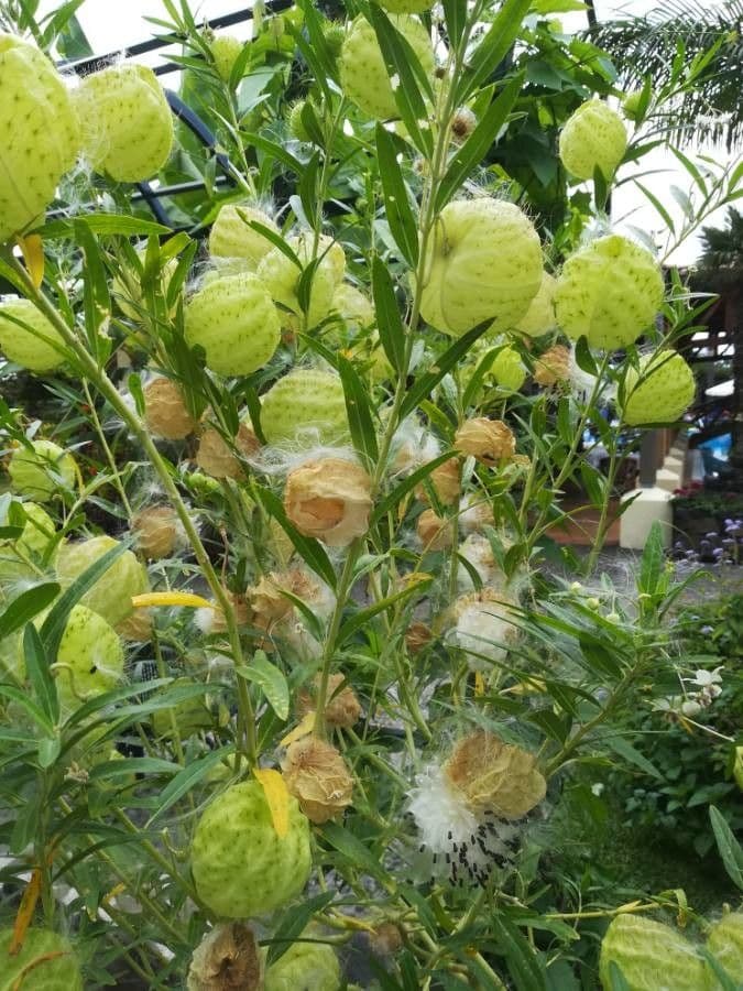 Gomphocarpus physocarpus 28