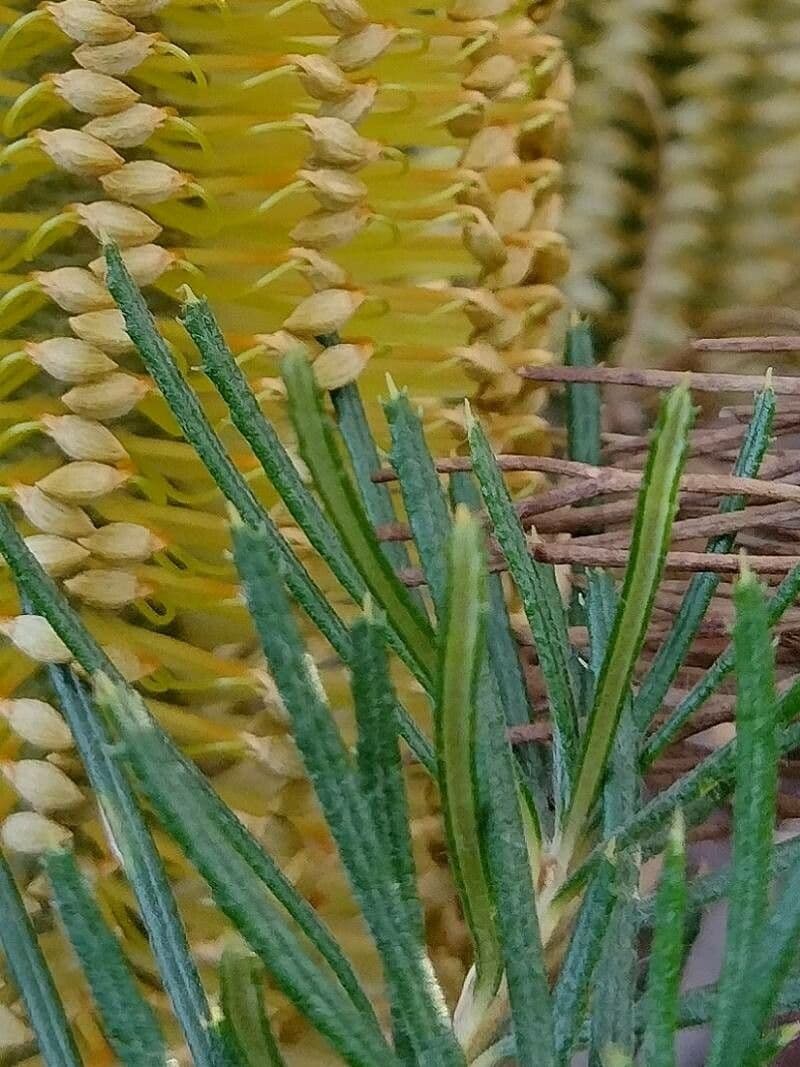 Banksia espigada 14