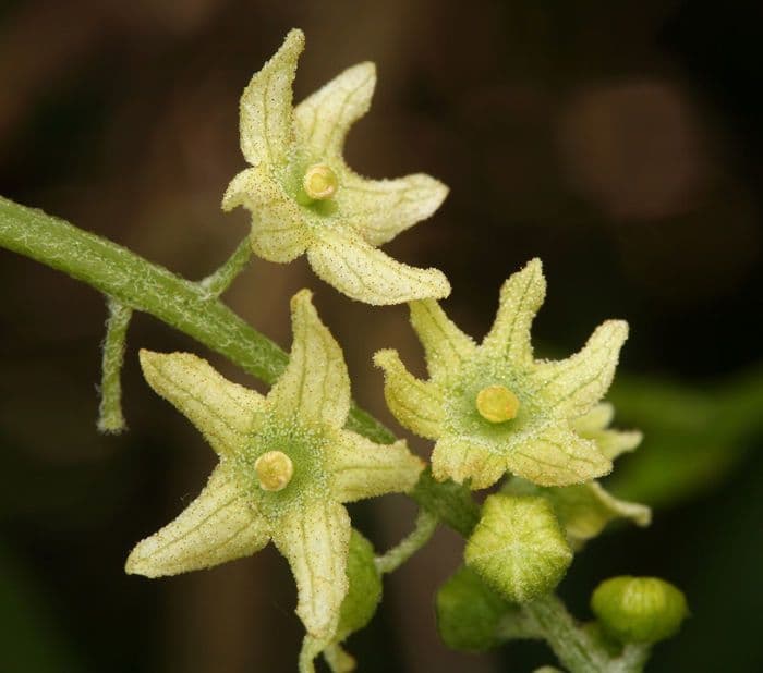 Marah fabacea 8