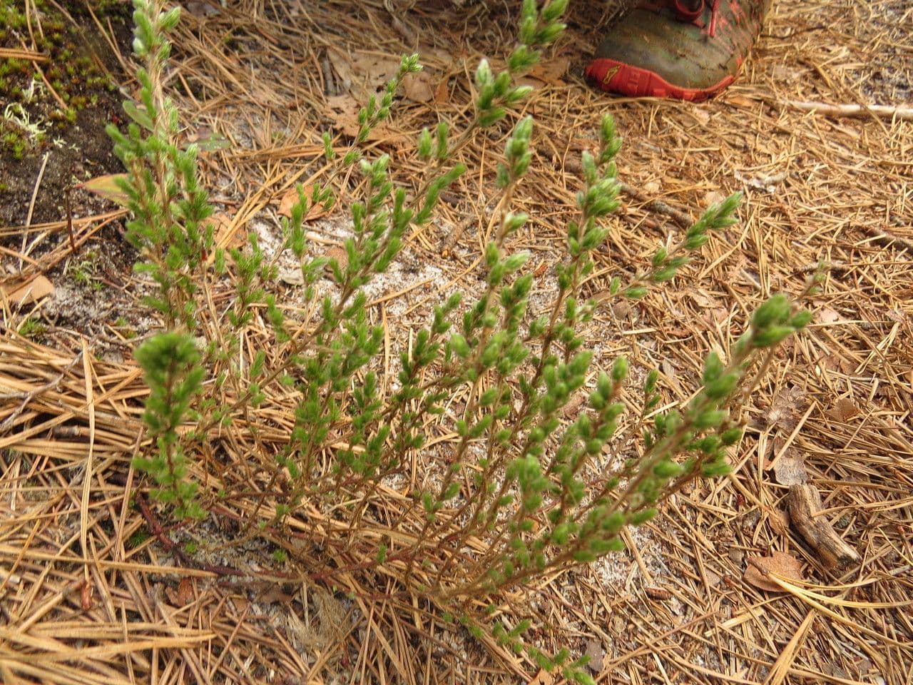 Hudsonia 6