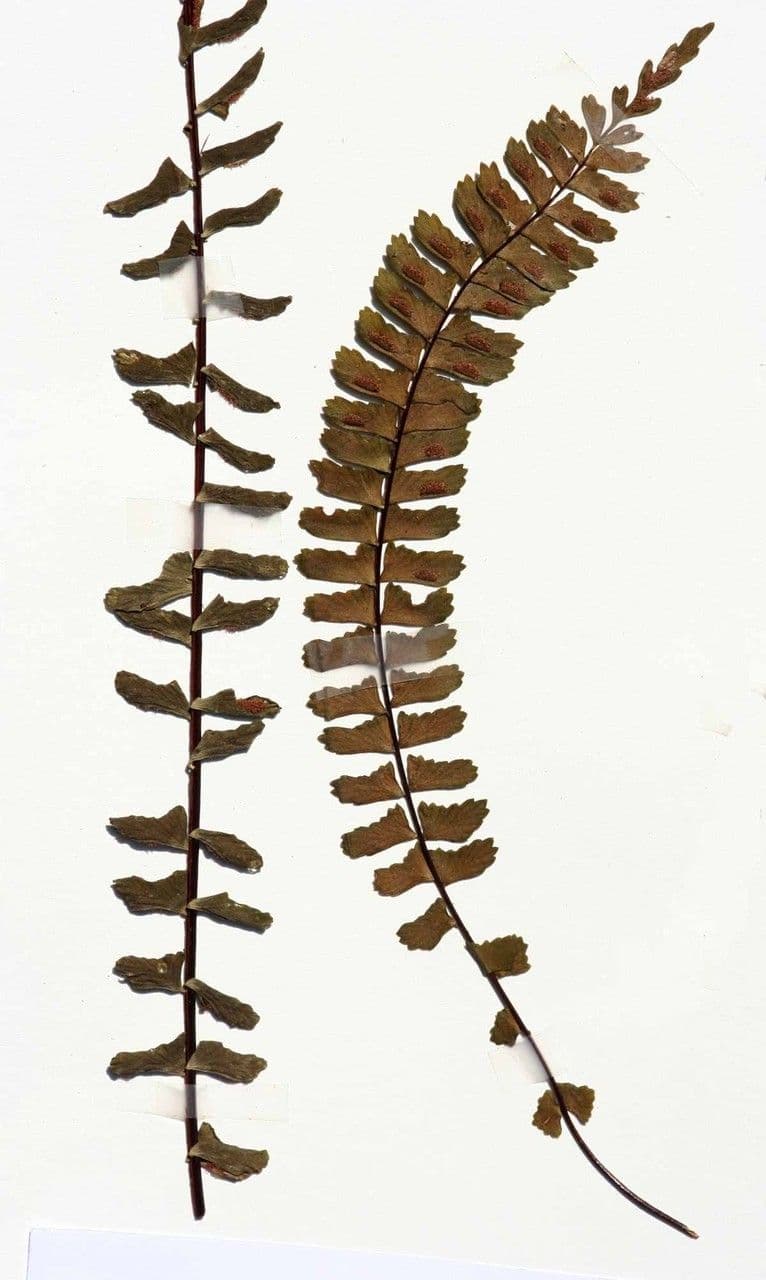 Asplenio monante 11