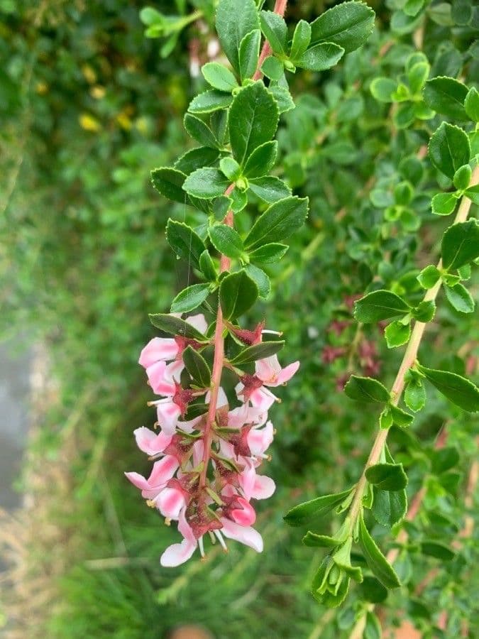 Escallonia