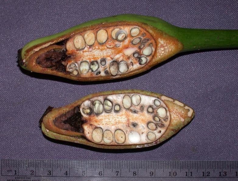 Syngonium 17
