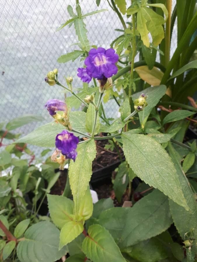 Strobilanthes 4