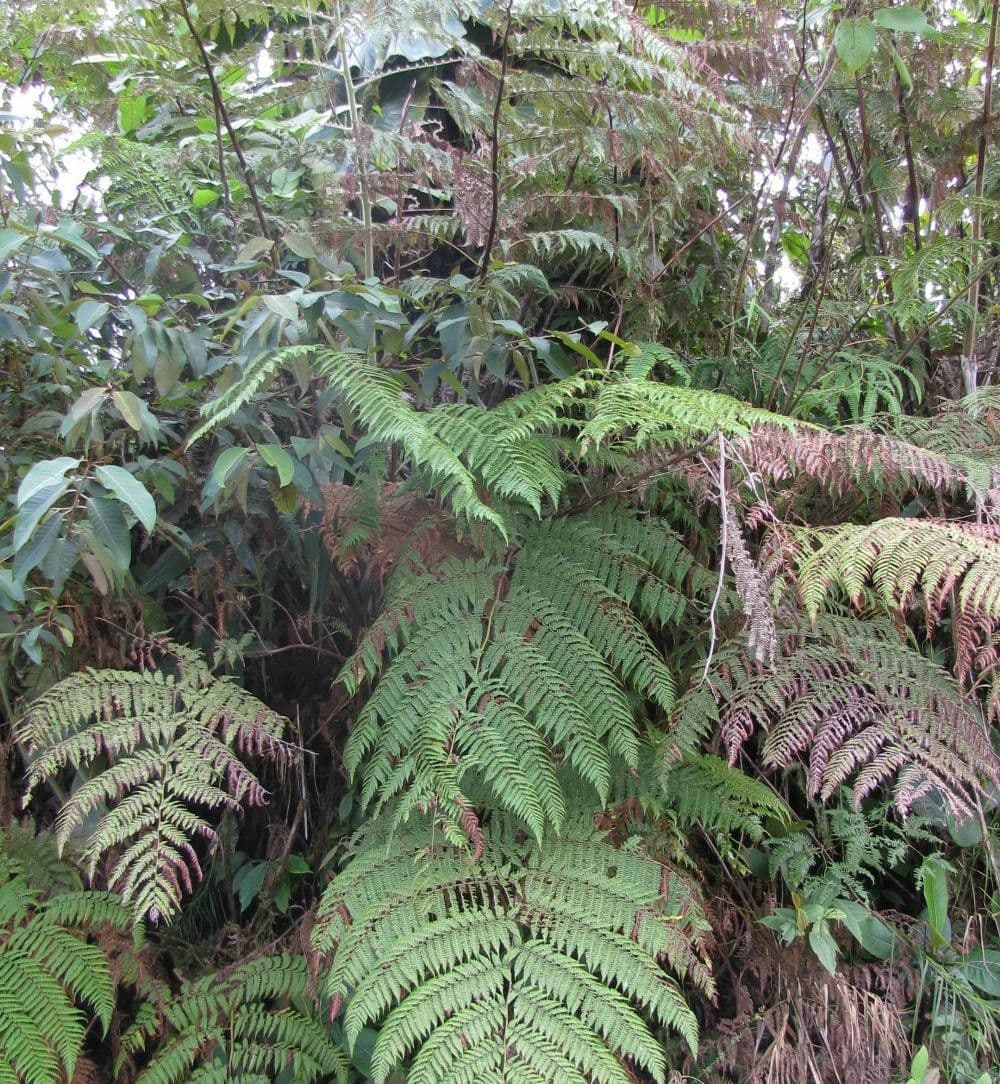 Lophosoria quadripinnata 8