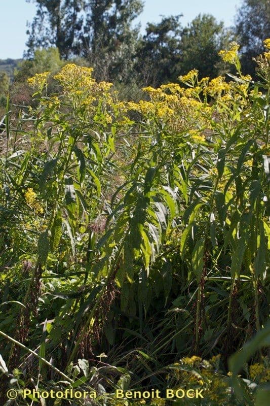 Senecio sarracenico 8