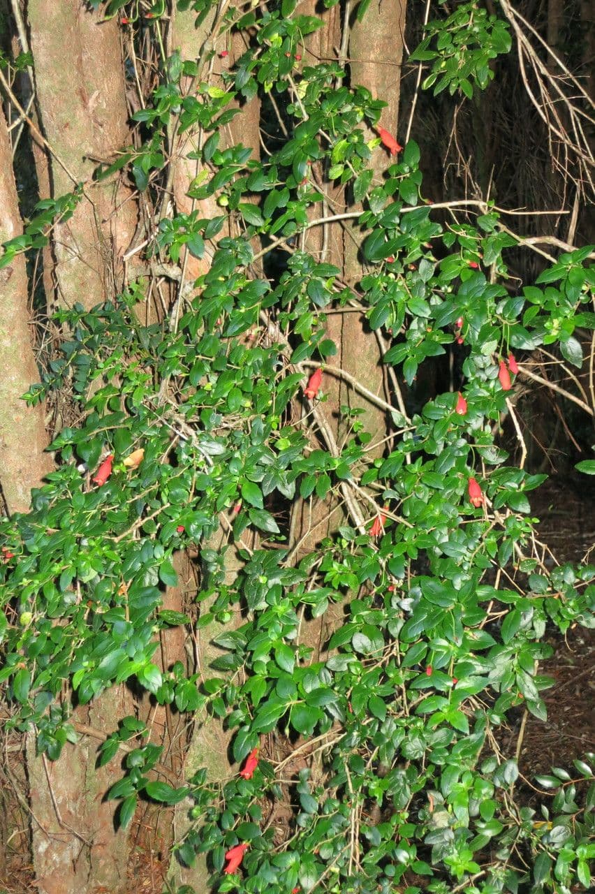 Mitraria 9