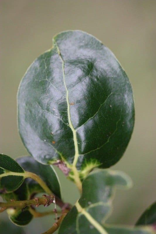Ocotea 13