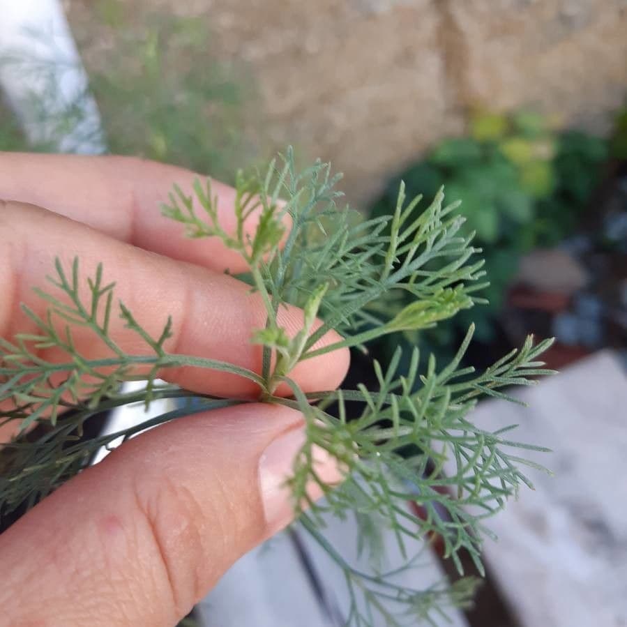 Weiße Artemisia 27