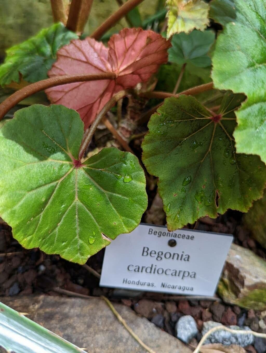 Begonia 2