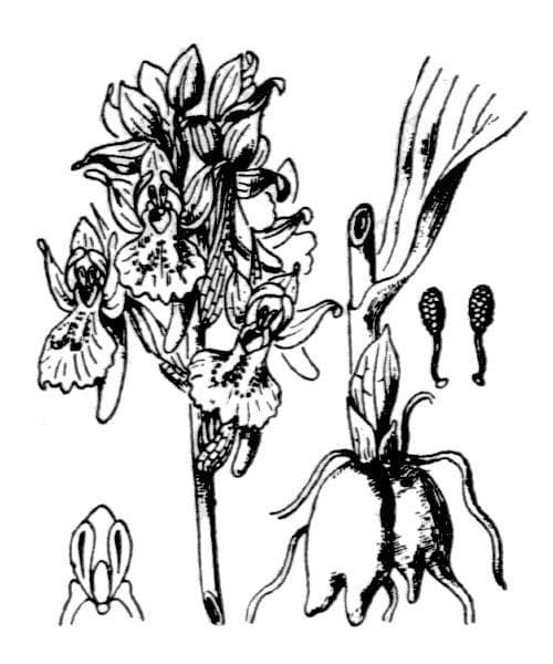 Orchidea sambucina 30