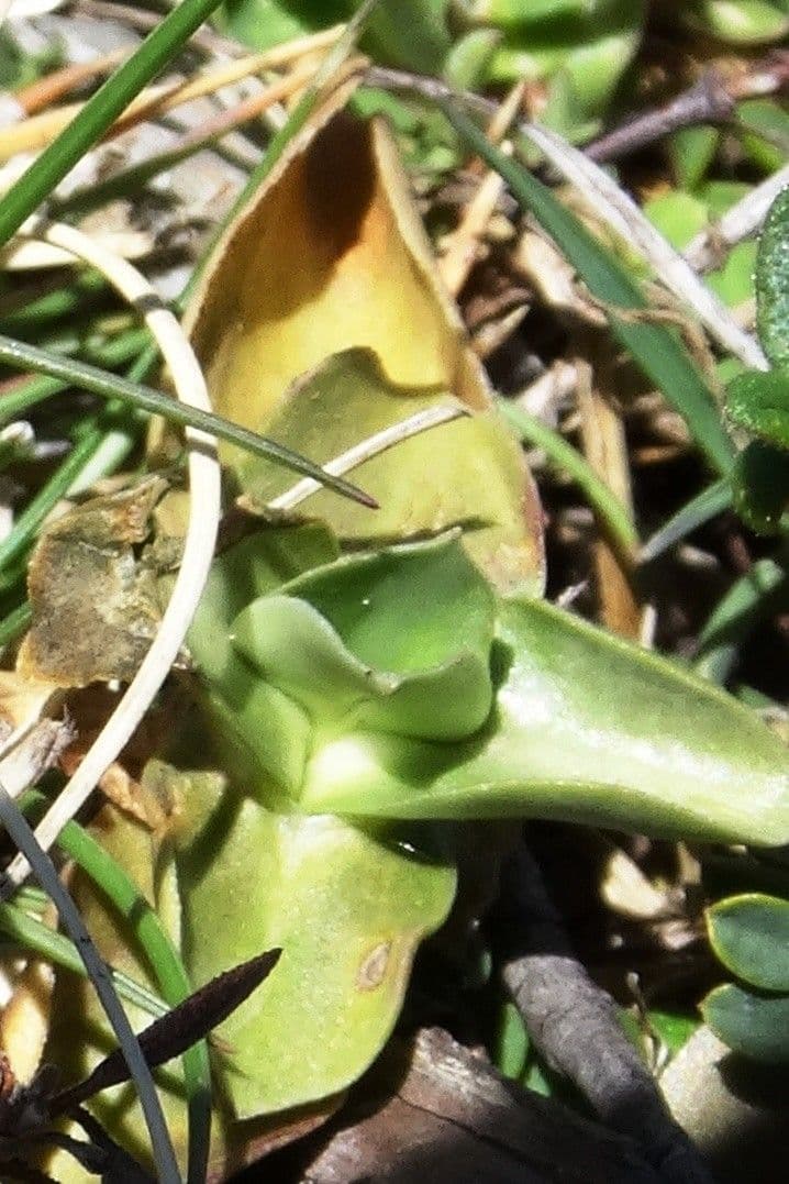 Gentiana occidentalis 15