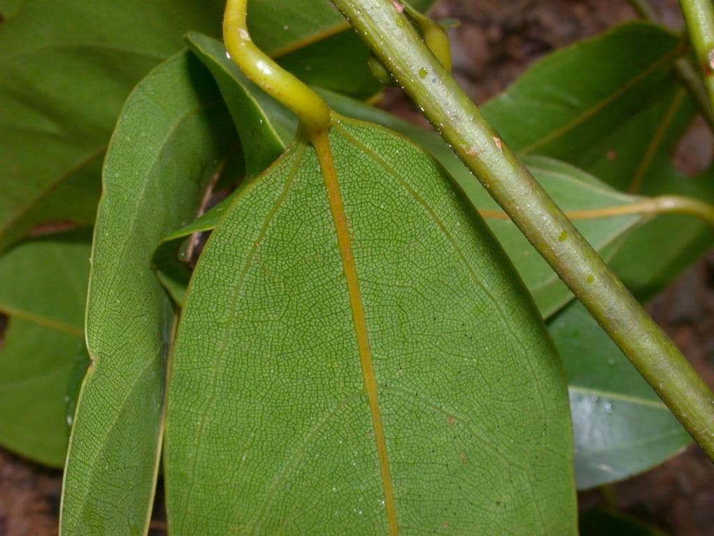 Anomospermum reticulatum 10