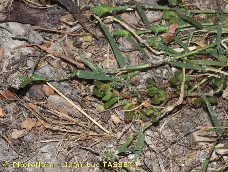 Crypsis schoenoides 26