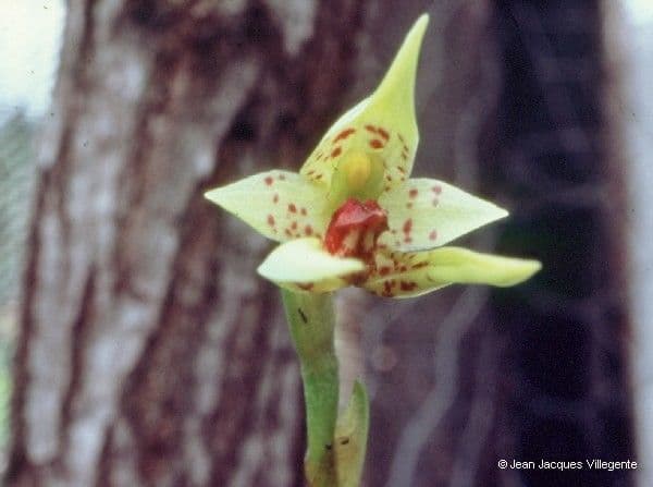 Bulbophyllum 9