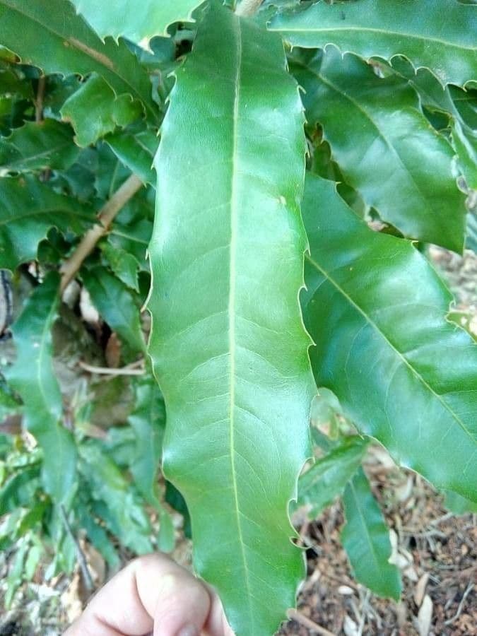 Macadamia 17