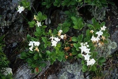 Azalea dolce 8