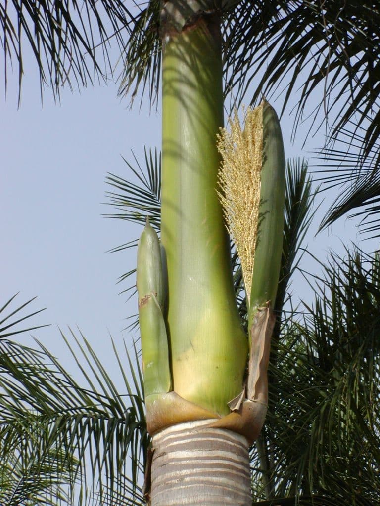 Palma real cubana 10