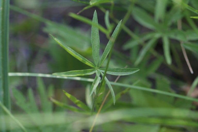 Sidalcea novomexická 8