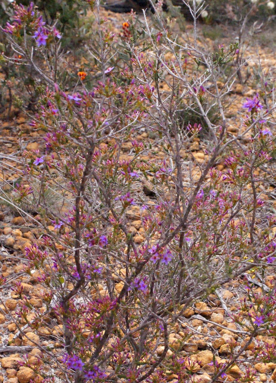 Calytrix leschenaultii 6