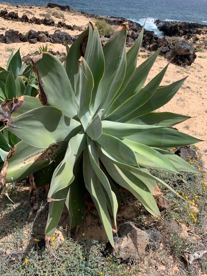 Agave lanuginosa 27