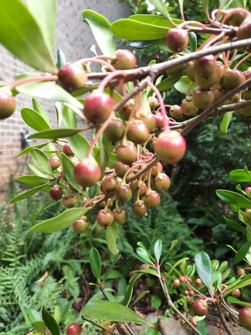 Ternstroemia 3