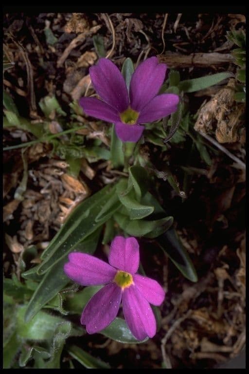 Primula 7