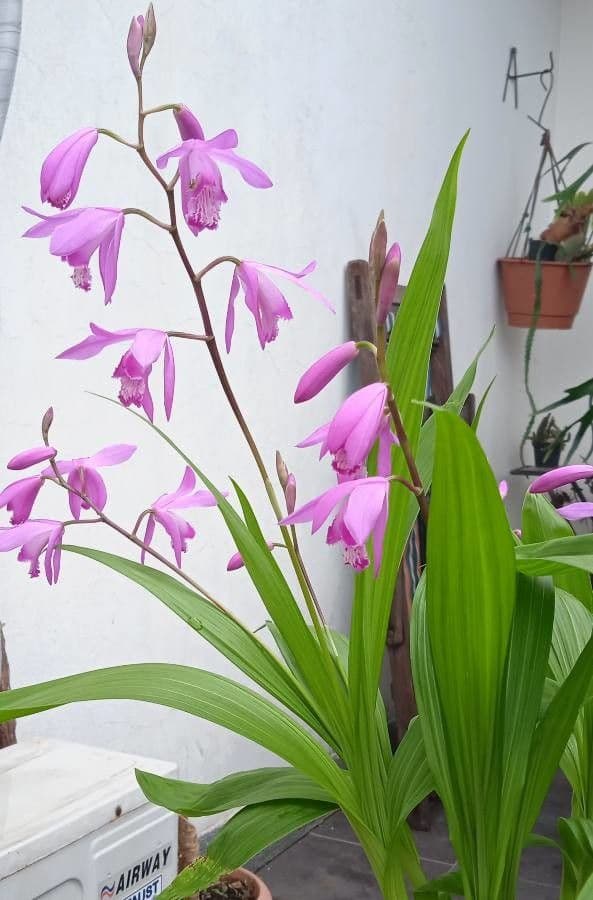 Bletilla striata 4