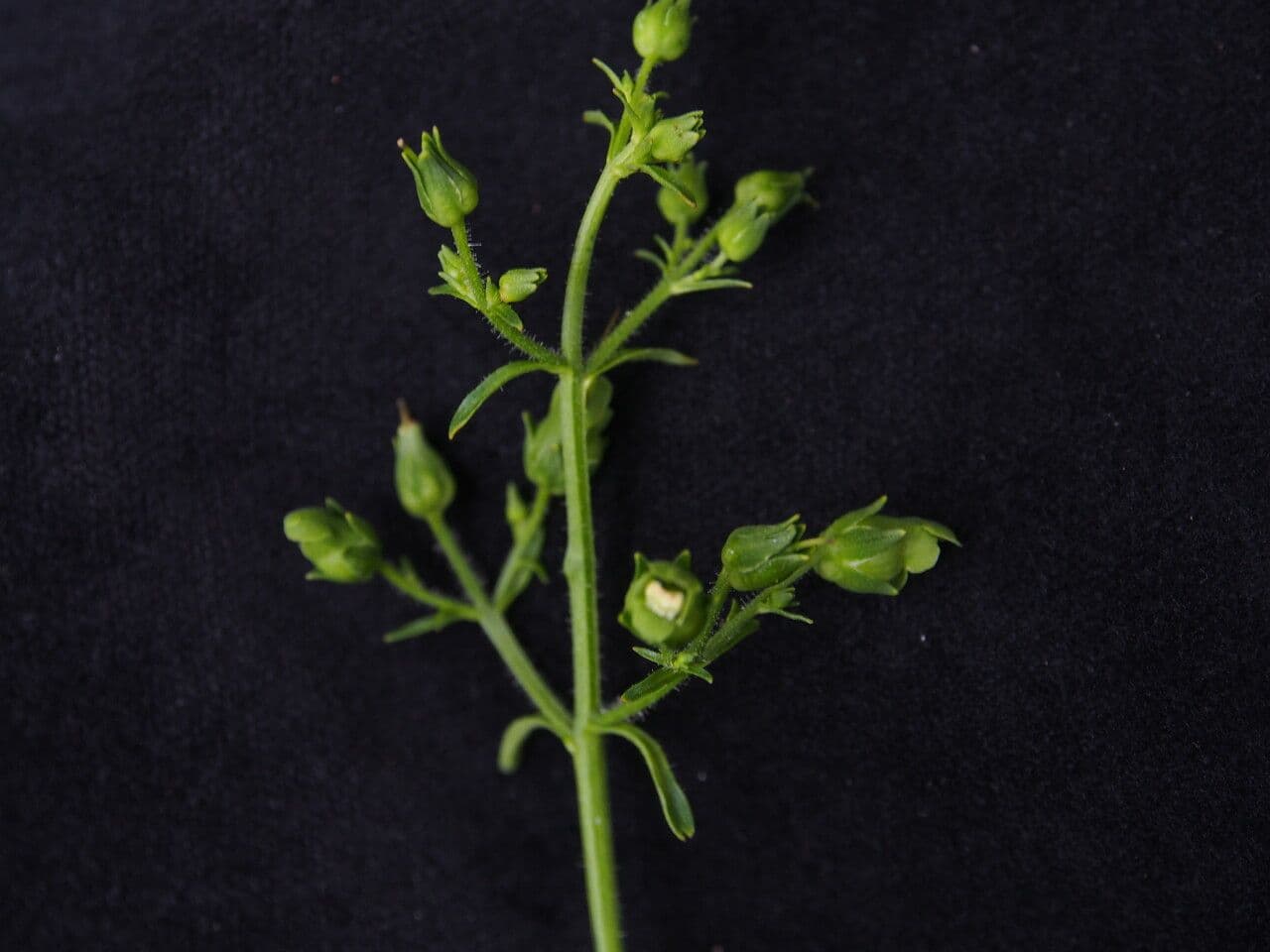 Scrofularia 6